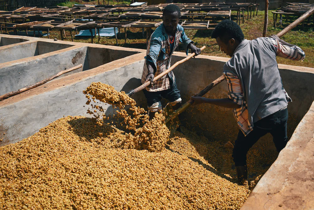 Ethiopia Yirgacheffe Dumerso G1 (N) Ethiopia Yirgacheffe Dumerso