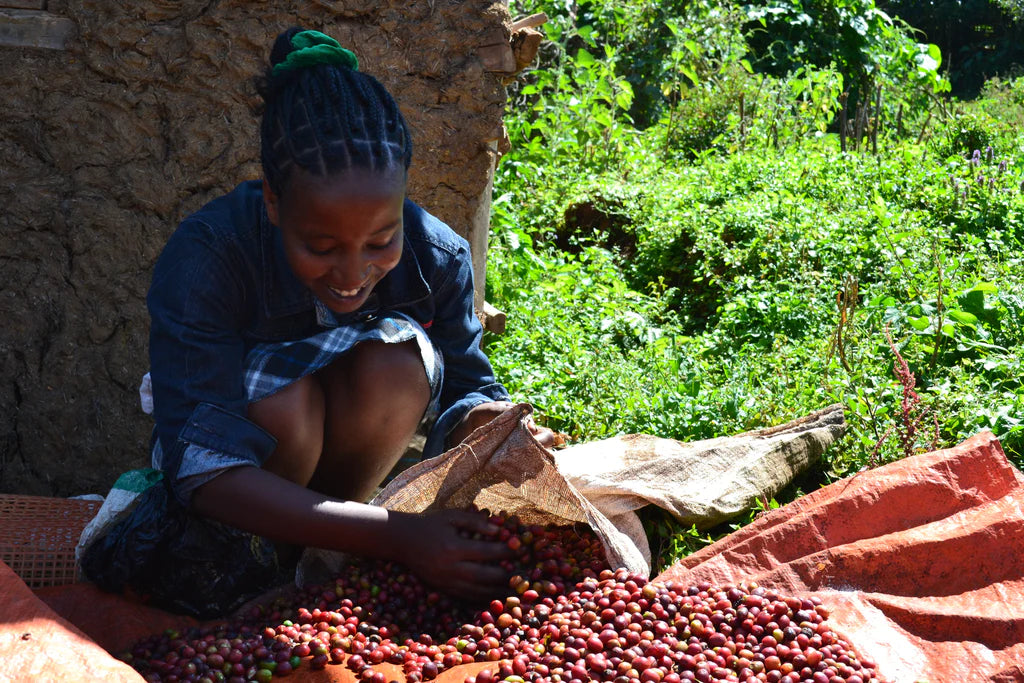 Ethiopia Yirgacheffe Dumerso G1 (N) Ethiopia Yirgacheffe Dumerso